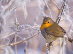 European robin amongst frost-covered branches